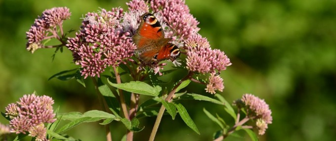 site-nature-agglo