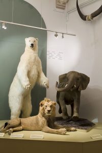 musée_histoire_naturelle_1