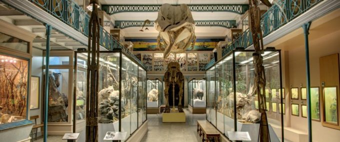 musée_histoire_naturelle_10